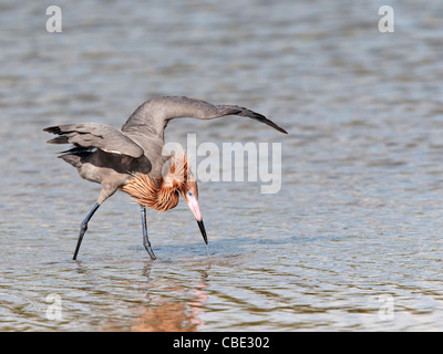 Rötliche Silberreiher Angeln Stockfoto