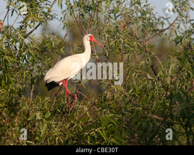 Amerikanische weiße Ibis thront im Walde Stockfoto