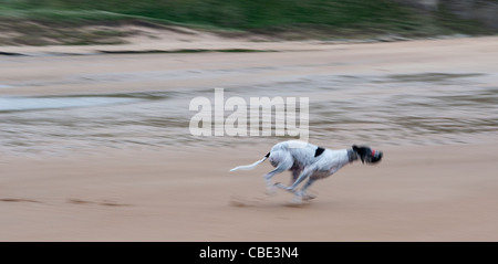 Schwarz / weiß-Greyhound laufen am Strand; Bewegung verwischt Stockfoto