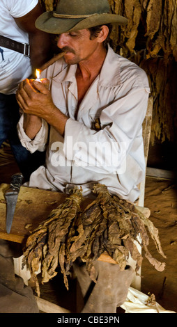 Porträt des kubanischen Mann Rauchen Zigarre in Tabakfabrik Pinar del Rio-Viñales-Kuba Stockfoto