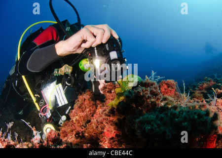 Sea Slug (Elysia Ornata). Stockfoto