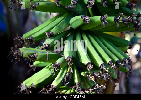 Junge unreife grüne Bananen auf einer Bananenpflanze Stockfoto