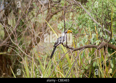 Östlichen Yellow-billed Hornbill (AKA Northern Yellow-billed Hornbill) (Tockus Flavirostris), Stockfoto