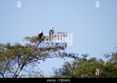 Zwei afrikanische Fischadler (Haliaeetus Vocifer) auf einem Baum. Fotografiert in Äthiopien Stockfoto