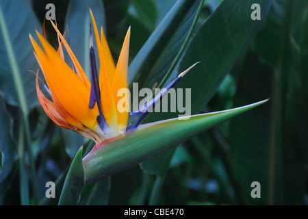 Paradiesvogelblume Pflanze, Kran Pflanze Strelitzia Stockfoto