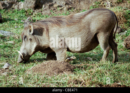 Warzenschwein (Phacochoerus Africanus) Bilder aus dem Monat in Äthiopien Stockfoto