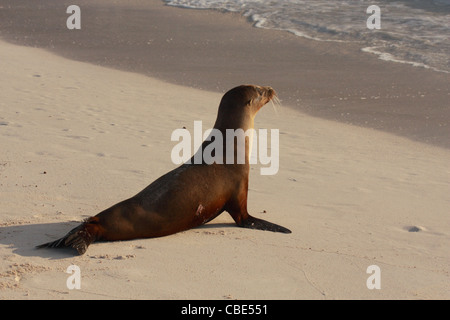 Galapagos-Seelöwen - Zalophus Californianus wollebacki Stockfoto