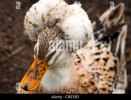 Ente braun Crested, genetische Mutation, Schädel Deformität Stockfoto