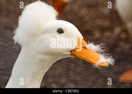 Crested weiße Ente, genetische Mutation, Schädel Deformität Stockfoto