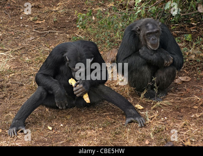 Outdoor in Uganda (Afrika) geschossen zeigt zwei Schimpansen beim Sitzen auf dem Boden Stockfoto