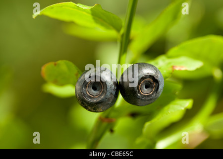 zwei große Heidelbeere auf Bush im Wald Stockfoto