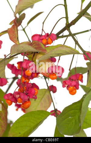 Früchte und Samen (Euonymus Europaeus) auf Spindel Baum Stockfoto