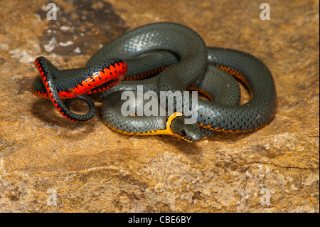 Ring – Necked Schlange Diadophis Punctatus Catalina, Pima County, Arizona, Vereinigte Staaten von Amerika 4 Oktober Stockfoto