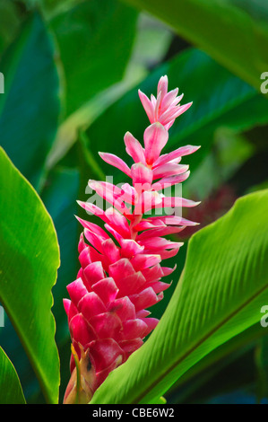 Rosa Ingwer (Alpinia SP. Hybrid) in McBryde Garten Teil der National Tropical Botanical Garden, Lawai Valley, Kauai, Hawaii Stockfoto