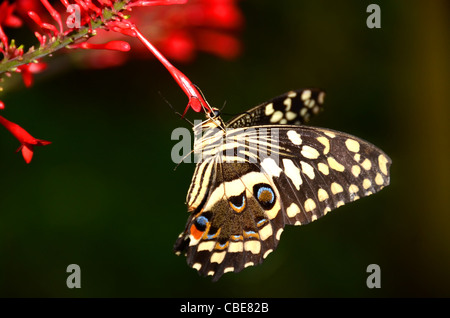 Der Citrus Schwalbenschwanz-Schmetterling (Papilio, Demodocus) aus Sub-Sahara Afrika Stockfoto