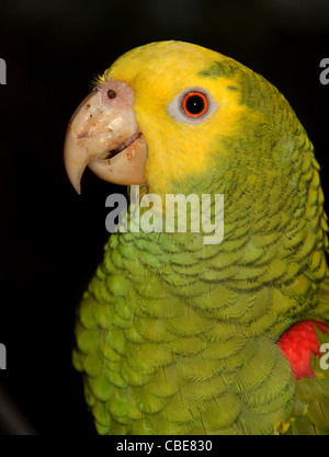 Gelb-vorangegangene Papagei Stockfoto