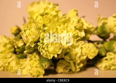 Blumen Stockfoto