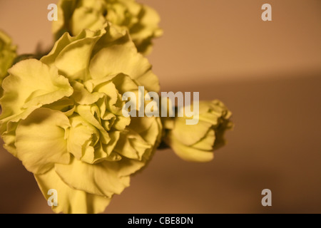 Blütenköpfchen Stockfoto