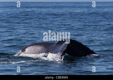 Buckelwal (Impressionen Novaeangliae) wegzuwerfen. Monterey, Kalifornien, Pacific Ocean. Stockfoto