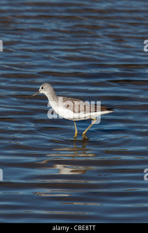 Gemeinsamen Grünschenkel Tringa Nebularis waten im seichten Wasser Stockfoto