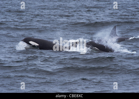 Transiente Schwertwal/Orca (Orcinus Orca). Drei adulte Weibchen auftauchen. Monterey, Kalifornien, Pacific Ocean. Stockfoto