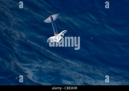 Sehr seltene Bild von einem Neon Flying Squid (Ommastrephes Bartramii) in der Luft, Süd-Atlantik. Keine digitale Manipulation. Stockfoto