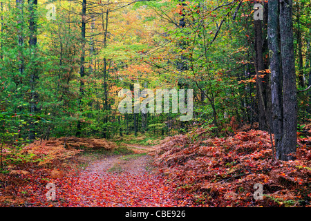 Diese Landstraße verläuft durch die Herbstfarben von Hiawatha National Forest in Michigan Upper Peninsula und Alger Grafschaft. Stockfoto