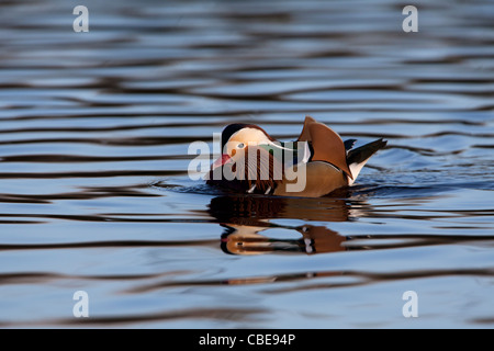 Madarin Ente Aix Galericulata erwachsenen männlichen schwimmen und anzeigen Stockfoto