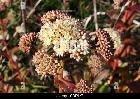 Indigen Sedum telephium Stockfoto