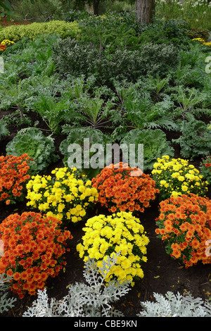 Eine formelle Herbst Anordnung der gelben und orangefarbenen Chrysanthemen in Toronto Garten zu Pflanzen. Stockfoto