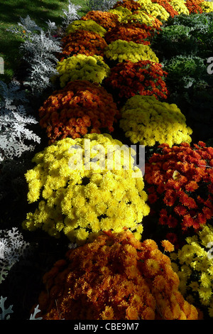 Eine formelle Herbst Anordnung der gelben und orangefarbenen Chrysanthemen in Toronto Garten zu Pflanzen. Stockfoto