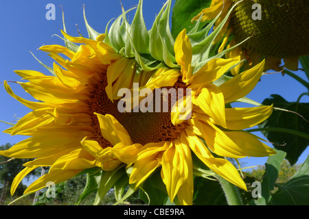 Die Blütenblätter einer Sonnenblume fast vollständig geöffnet, an einem Sommertag. Stockfoto