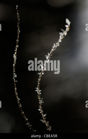 Frost auf Zweigen Stockfoto