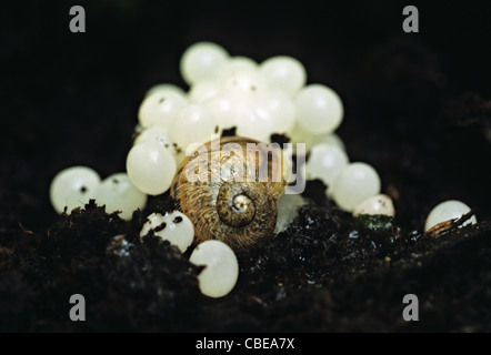 Garten-Schnecke mit frisch gelegten Eiern, UK Stockfoto