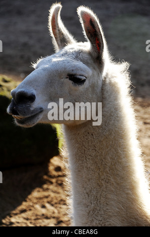 Lamas in London Zoo. Stockfoto