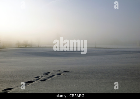 Fußabdrücke oder Tier verfolgt in einem schneebedeckten Feld führen Stockfoto