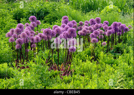 Giant Allium wächst auf einer Wiese grün. Stockfoto