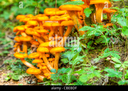 Gelbe Pilze wachsen in den Wald Stockfoto