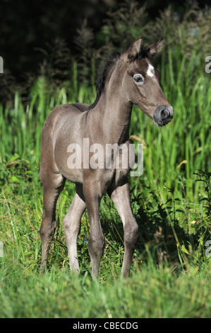 Andalusische Pferd (Equus Ferus Caballus). Fohlen auf einer Wiese spazieren. Stockfoto