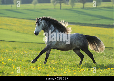 Andalusische Pferd (Equus Ferus Caballus). Apfelschimmel graue Wallach im Galopp auf der Wiese. Stockfoto