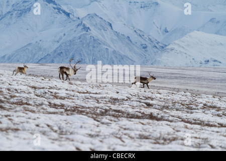 Caribou (Rangifer Tarandus) Stier mit weiblichen und Kalb auf Treck nach Süden durch Nordhang Brooks Range in Alaska im Oktober Stockfoto