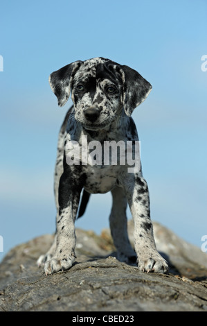 Louisiana Catahoula Leopard Dog (Canis Lupus Familiaris). Welpen auf einem Baumstamm stehen. Stockfoto