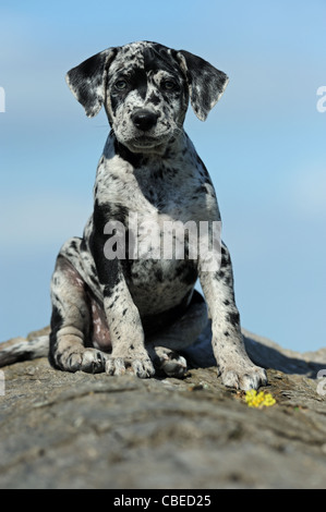 Louisiana Catahoula Leopard Dog (Canis Lupus Familiaris). Welpen sitzen auf einem Baumstamm. Stockfoto