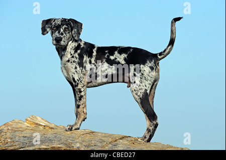 Louisiana Catahoula Leopard Dog (Canis Lupus Familiaris). Welpen auf einem Baumstamm stehen. Stockfoto