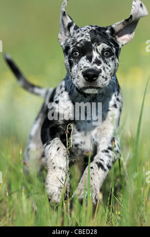 Louisiana Catahoula Leopard Dog (Canis Lupus Familiaris). Welpen, die auf einer Wiese. Stockfoto