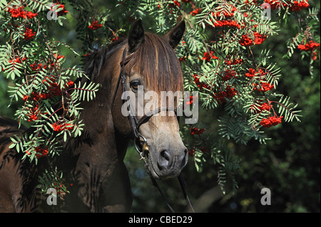 Connemara Pony (Equus Ferus Caballus), Portrait eines Hengstes mit Rowan im Hintergrund. Stockfoto