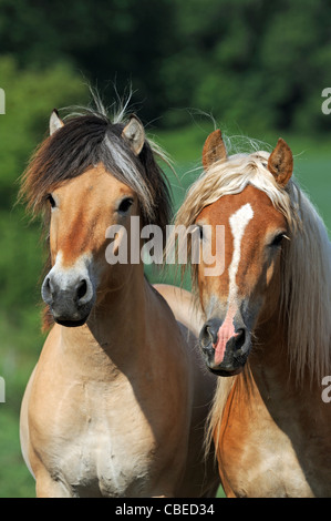 Norwegischer Fjord-Pferd und Haflinger-Pferd (Equus Ferus Caballus). Porträt von zwei jungen Hengsten. Stockfoto