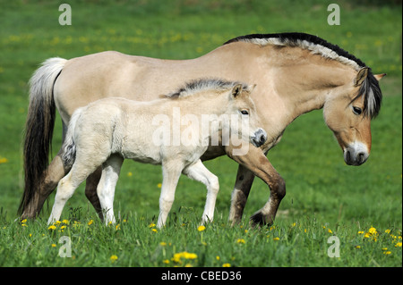 Norwegischer Fjord-Pferd (Equus Ferus Caballus). Stute mit Fohlen zu Fuß auf einer Wiese. Stockfoto