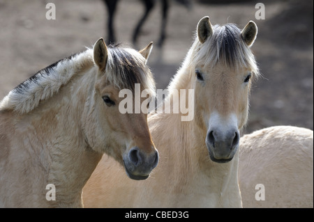 Norwegischer Fjord Pferd. (Equus Ferus Caballus). Porträt von zwei Wallache. Stockfoto