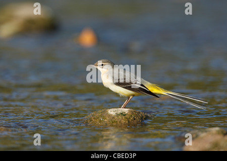 Grey grau Bachstelze (Motacilla Cinerea) auf Nahrungssuche in einem fließenden Strom. Stockfoto